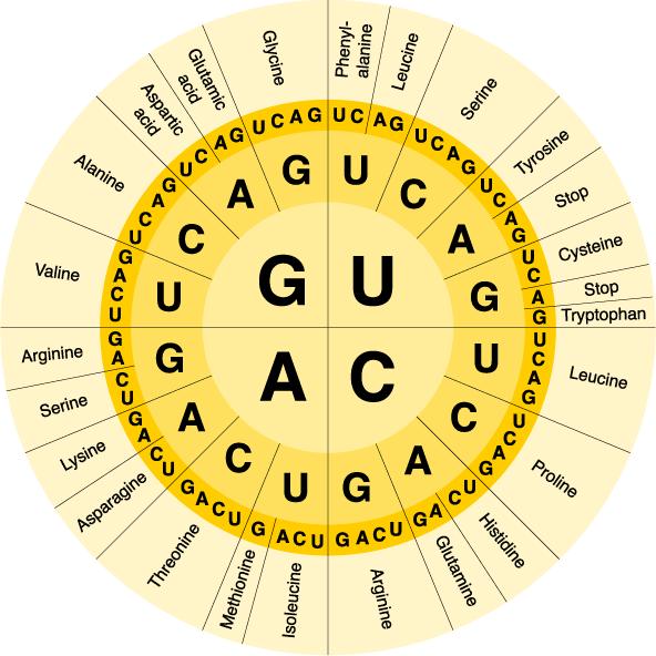 48-In this codon chart, what are the words in the