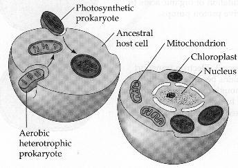 51-The endosymbiosis theory says ancient prokaryotic cells became the nucleus of a larger host cell.