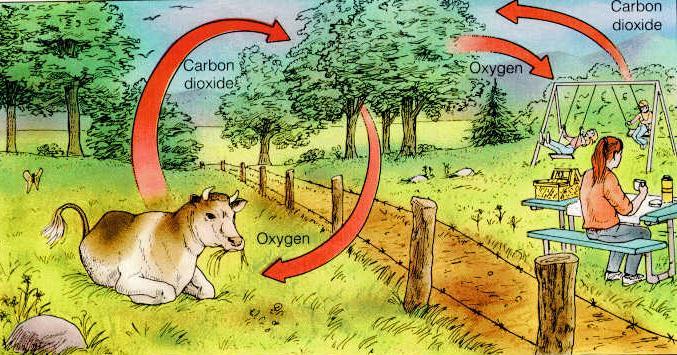 66-Which organisms produce CO 2?
