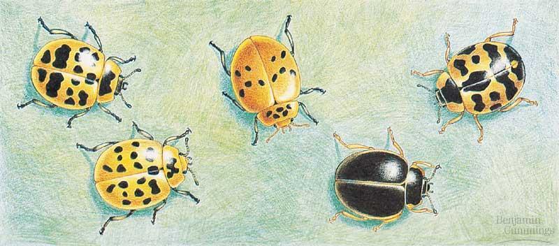 89-What does the beetle picture show from Darwin s