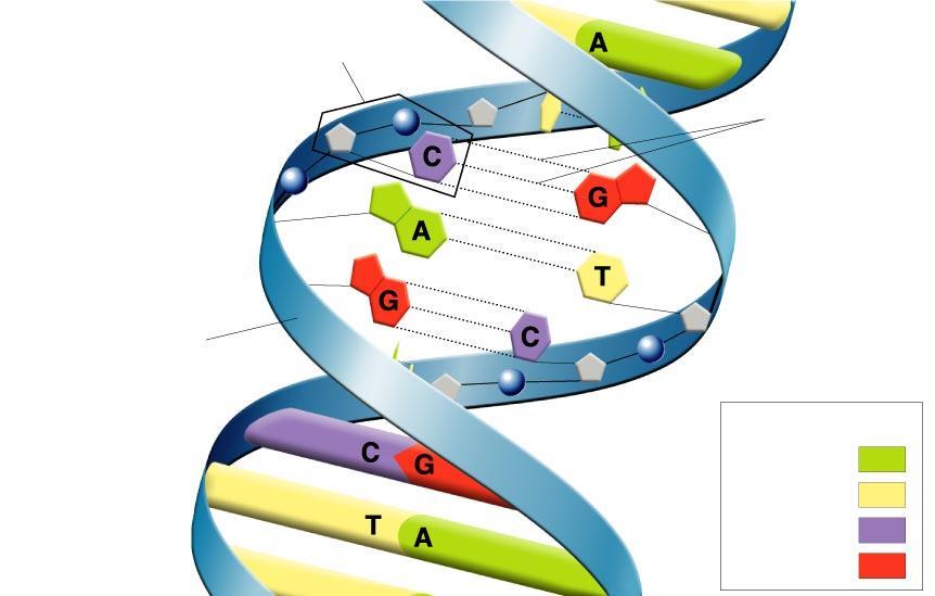 9-What kind of macromolecule is DNA?