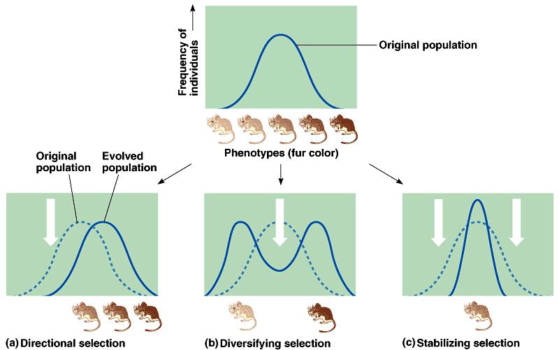93-What happens to the mice in directional selection?
