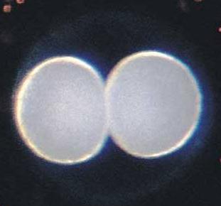 120-In mitosis, a parent cell divides to form how many