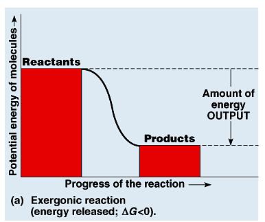 138-When energy is made by a reaction, is it exergonic or