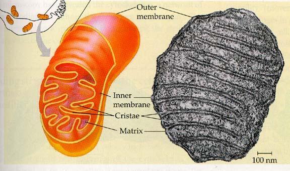 145-What is this organelle?