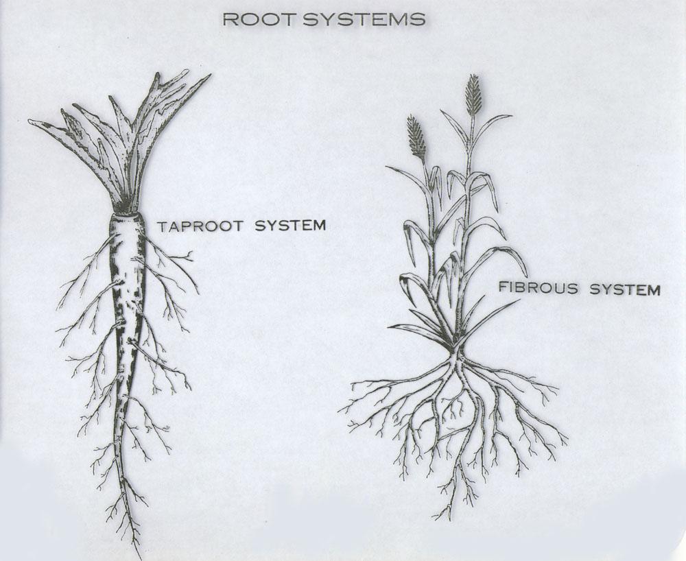 Roots Types