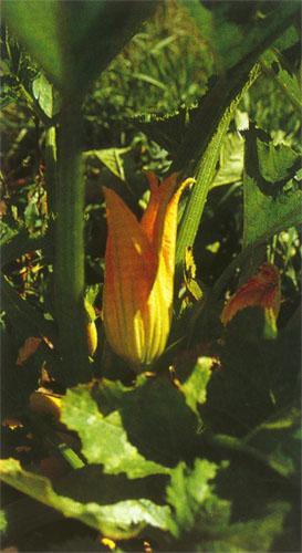 Staminate and pistillate flowers occur on separate