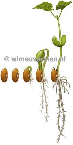Herbaceous dicot stem