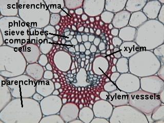 Phloem carries dissolved sugars from