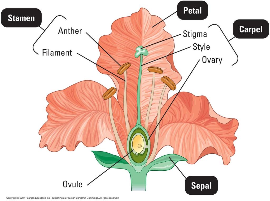 or Pistil Male parts Female parts Know the parts of