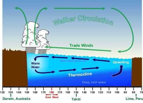 What Causes El Niño Typical Pacific Circulation El Niño Trade winds weaken in central and eastern Pacific As a