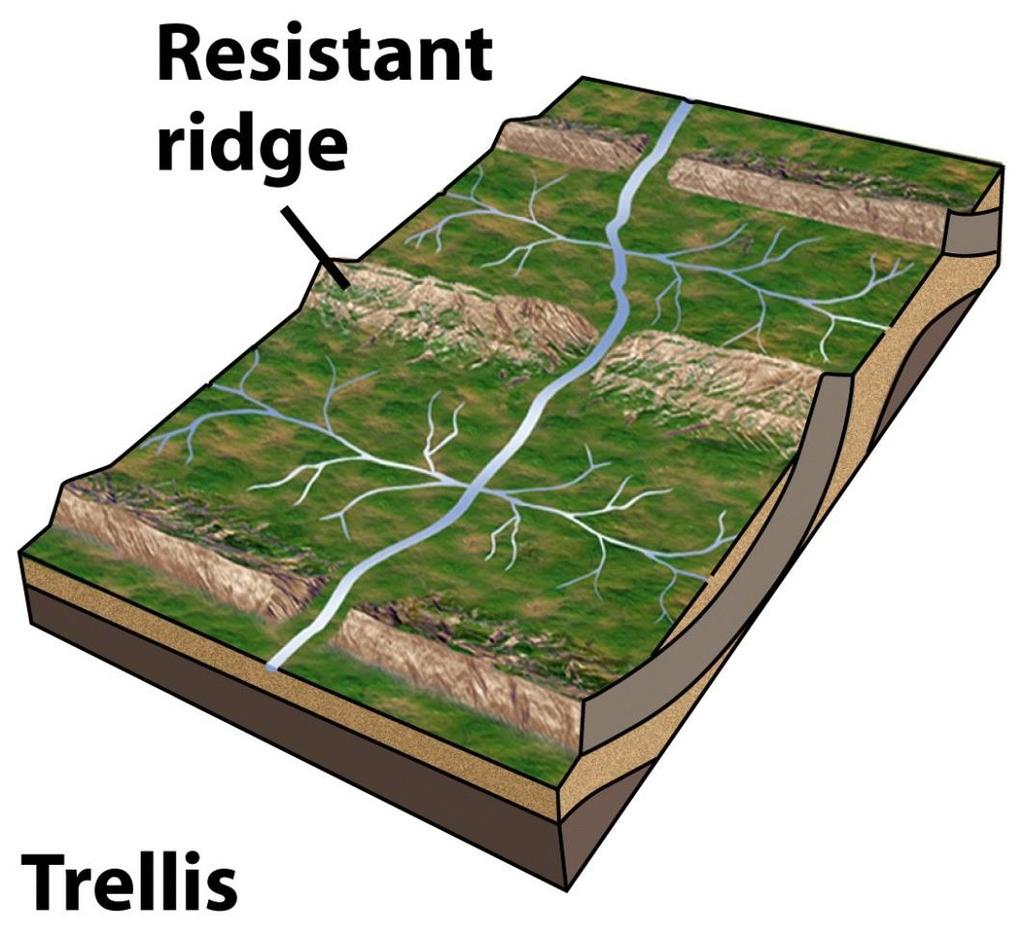 Drainage Networks