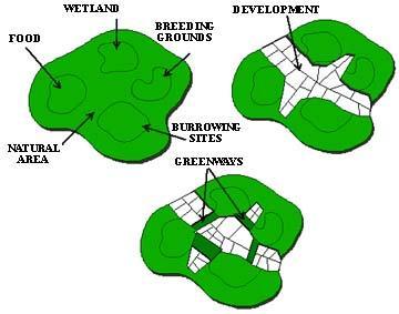 Fragmented Ecosystems in Subdivisions Challenge incorporate natural elements into