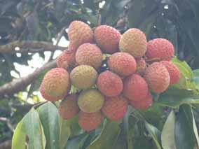 Growth cycle of lychee tree