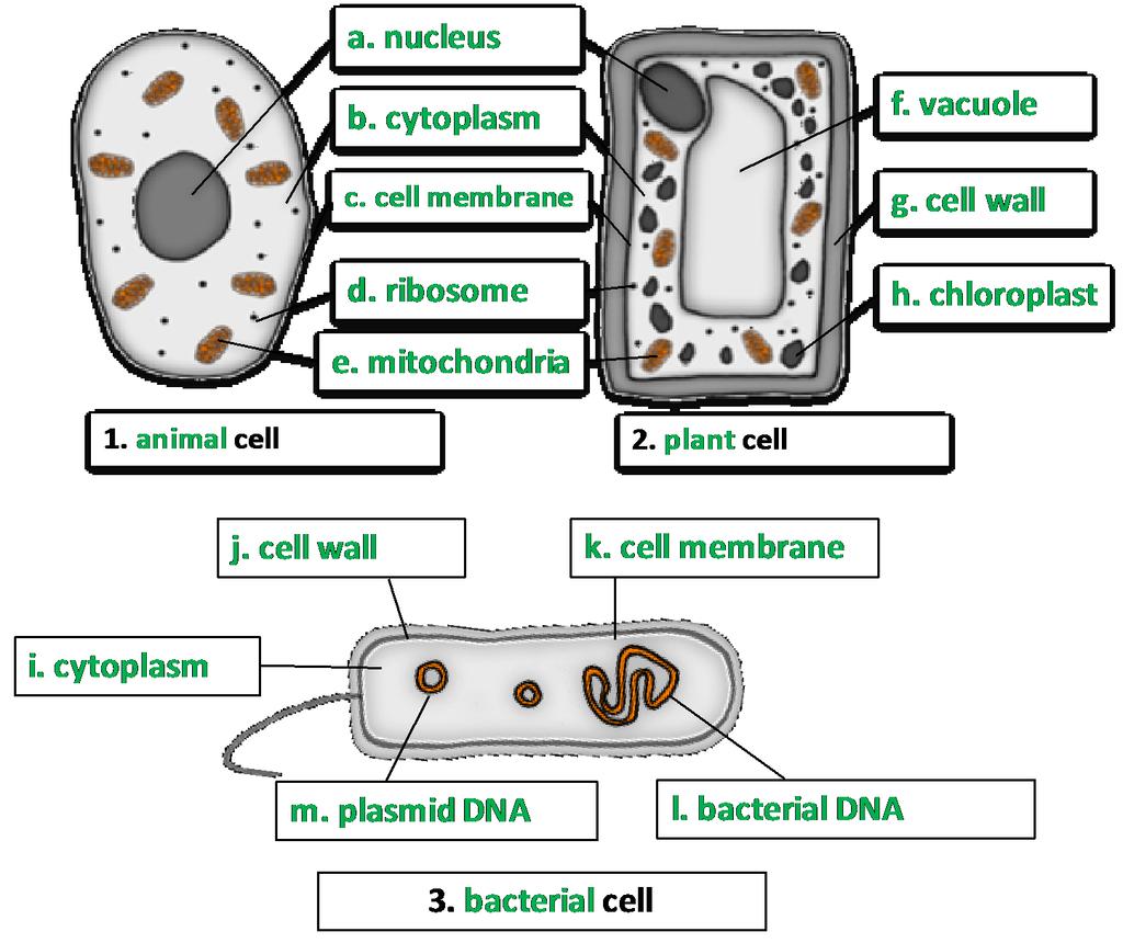 Cell structure AnswerIT 5.