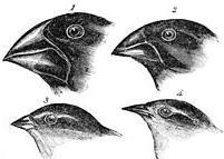 Observation 4: When Darwin visited the Galapagos Islands, he observed that the finches varied slightly from island to island.