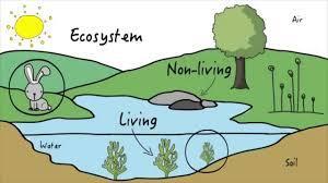 Life can be studied at many levels: Levels of biological organization A. Levels of biological organization 2. Ecosystem a.