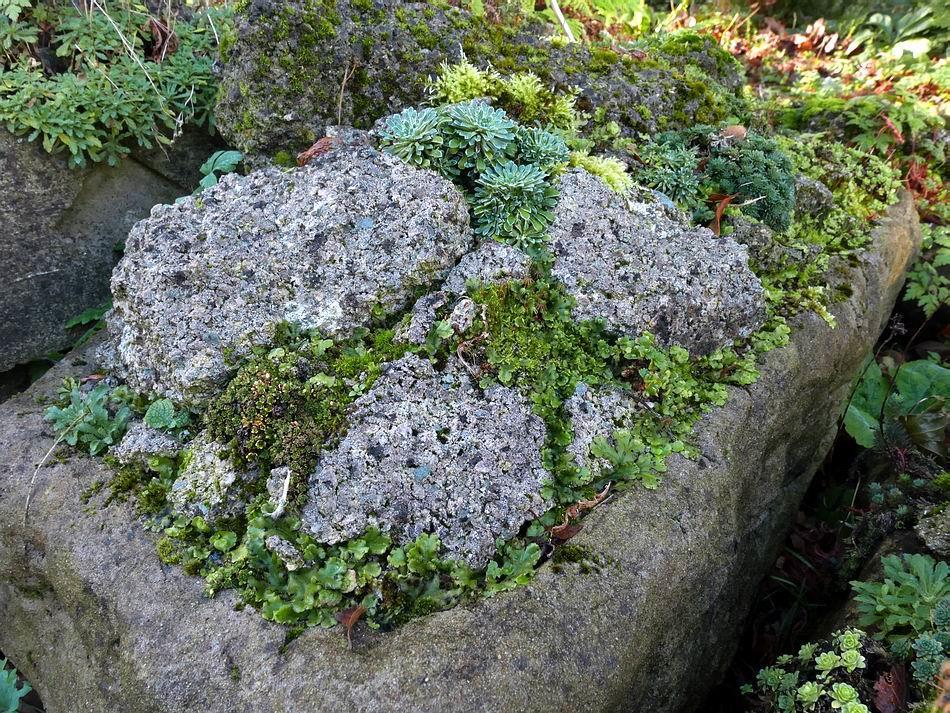 Saxifrages and other plants have to