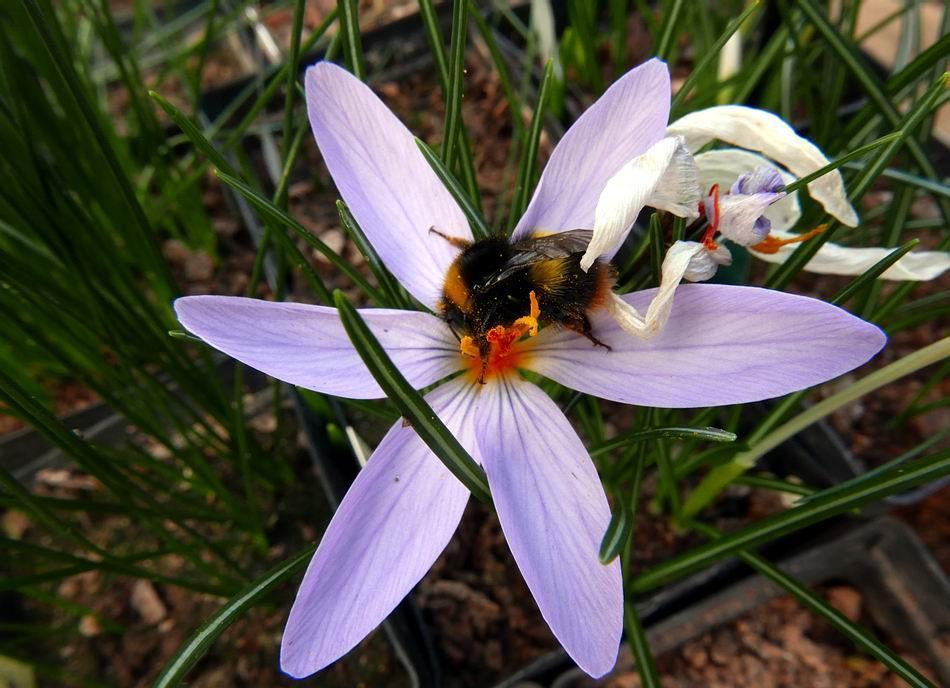 Crocus longiflorus attracts the attentions of a bumble bee.