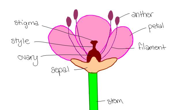 9.3 Reprductin in Angispermphytes 9.3.1 - Draw and label a diagram shwing the structure f a dictylednus animalpllinated flwer Sepal Petals Cver the flwer structure while the flwer is develping