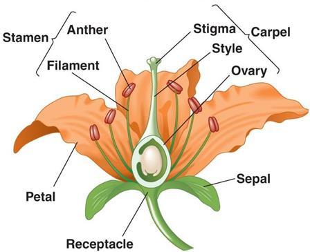 Stamen male reprductive structure cnsists f the anther and filament Pistil, r carpel Stigma Ovary Style female reprductive structure cnsists f the stigma, style and vary the surface n which