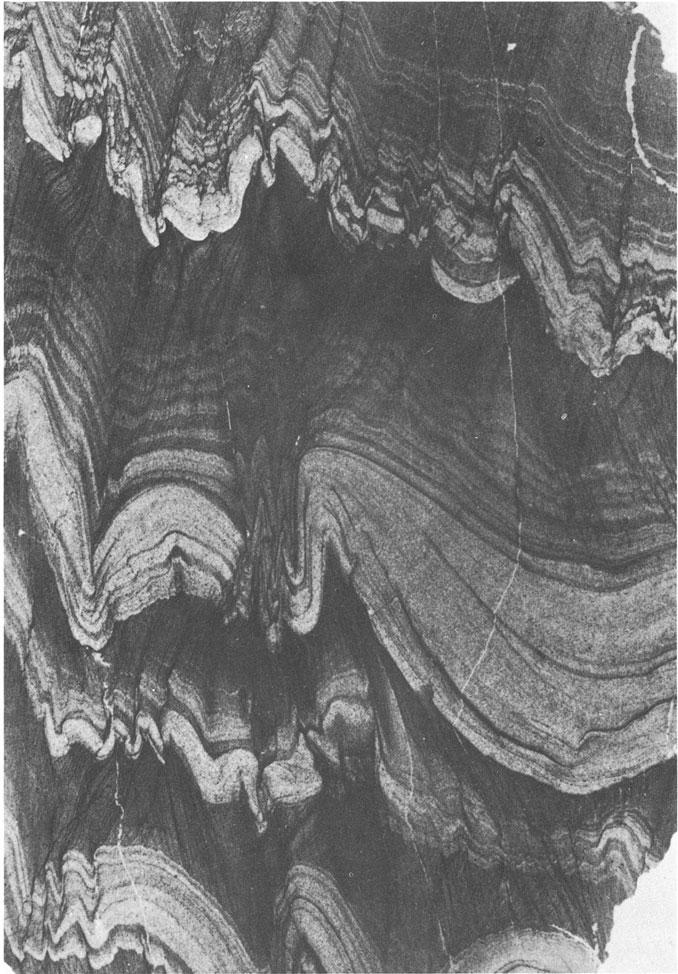 Slate with sandy laminae, showing two