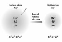 Monoatomic Cations Metals form cations with octets by losing all of their valence electrons These cations have the same electron configuration as the nearest noble gas (the one at the end of the row