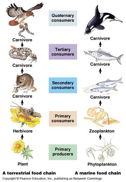 Trophic structure Food chains feeding relatiionships food chain usually 4 or 5 links = trophic