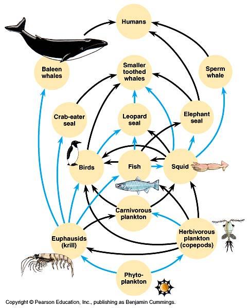 are hooked together into food webs Who eats whom?