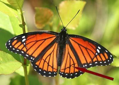 Monarch male