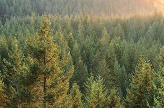 and much of Russia, there is an evergreen coniferous forest known as the