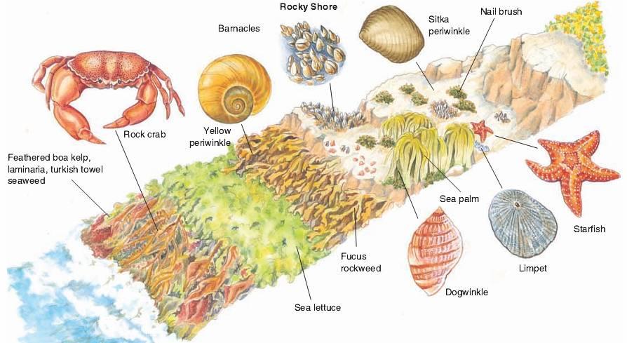 Benthic Marine Ecosystems Organisms that live on the ocean bottom, whether attached or not, are known as benthic organisms, and the ecosystem of which they are a part is called a benthic ecosystem.