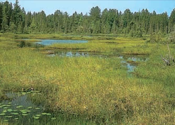 Aquatic Primary Succession Floating Bog In many northern regions,