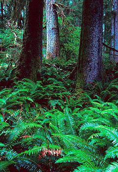 Temperate Rain Forest - northwestern U.S.