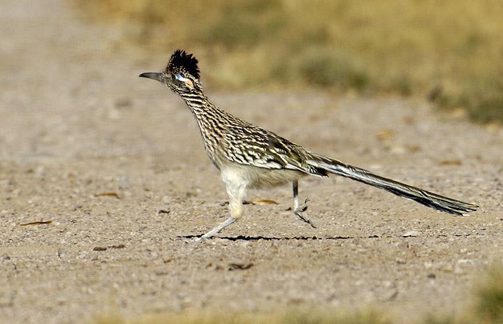 The real road runner.