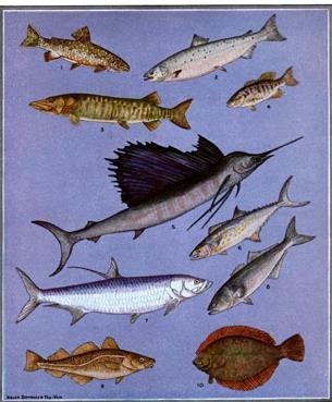 Convergent evolution Fish: aquatic vertebrates