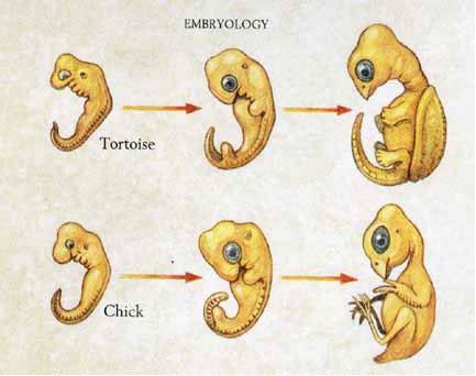 embryos have similar structures at different stages of