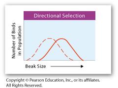 Directional Selection Occurs when organisms at one end of the curve have a higher fitness
