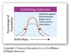 Stabilizing Selection Individuals near the center of the curve