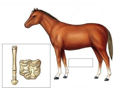 Body size (kg) Evolutionary change in horses 550