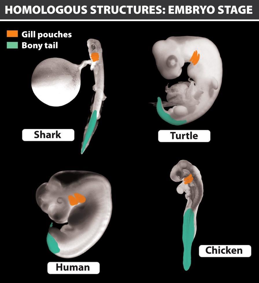 Comparative embryology Common embryonic development indicate the