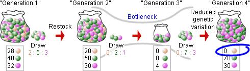 2. Genetic Drift Bottleneck Effect A change led to death of a large random portion of