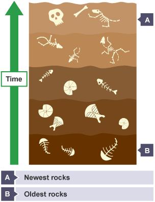 Older fossils are in lower layers of rock than newer fossils Fossils were found of many organisms that had
