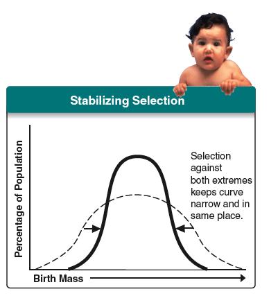 Stabilizing Selection The intermediate phenotype