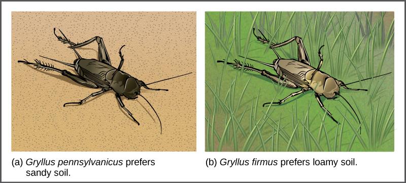 Reproductive Isolation is Key to Speciation Reproductive isolation is some kind of