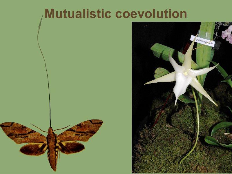 Coevolution Two species