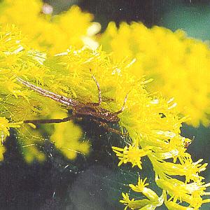 Similarly, goldenrod flowers attract a variety of beetles, wasps, and other small insects which,