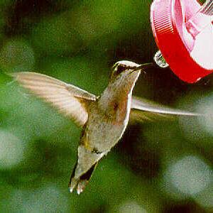 Hummingbirds are hover-feeders, and these flowers (for example, columbine or fuchsia) are designed to dust the bird s head (and back) with pollen Bats are nocturnal with a good sense