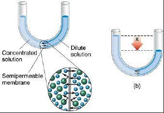 D. Osmosis Semipermeable membrane; water passes through membrane 1.