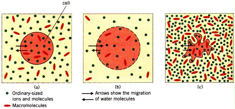 Osmosis and Blood Cells a) A red blood cell in an isotonic solution.